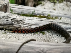 Rhabdophis tigrinus tigrinus