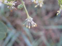 Pappea capensis image