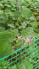 Solanum dulcamara