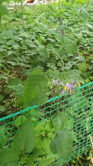 Solanum dulcamara