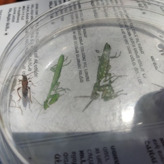 Stenopterus rufus syriacus