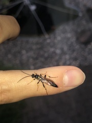 Diphyus quadripunctorius