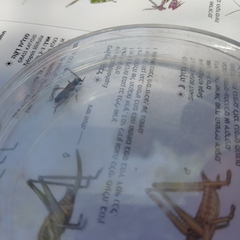 Stenopterus rufus syriacus