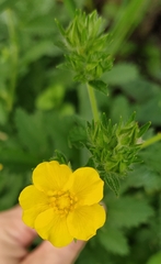 Potentilla thuringiaca
