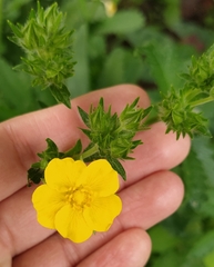 Potentilla thuringiaca