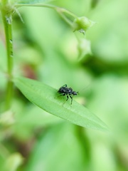 Charagochilus
