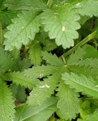 Potentilla thuringiaca