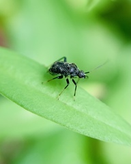 Charagochilus
