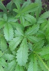 Potentilla thuringiaca