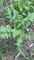 Sonchus oleraceus