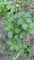 Ballota nigra