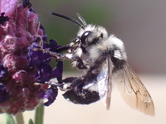 Anthophila