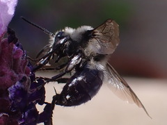 Anthophila