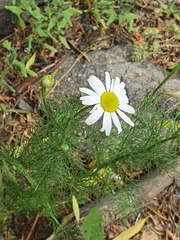 Tripleurospermum inodorum