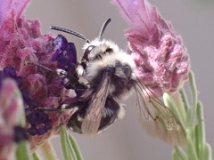 Anthophila