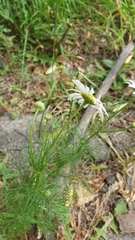 Tripleurospermum inodorum