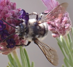Anthophila