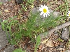 Tripleurospermum inodorum