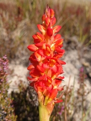 Disa polygonoides