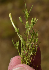 Rhamphicarpa australiensis