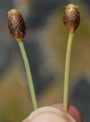 Fimbristylis tetragona