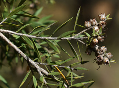 Melaleuca bracteata