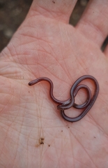 Myriopholis longicauda