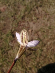 Romulea autumnalis