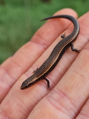 Panaspis maculicollis