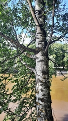 Betula