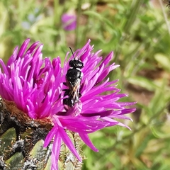 Hylaeus leptocephalus