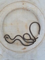 Leptotyphlops scutifrons