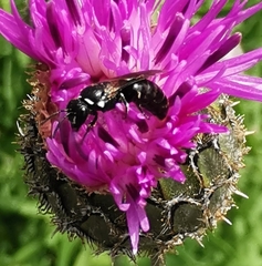Hylaeus leptocephalus