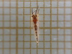 Homotomidae