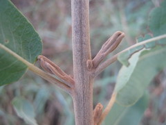 Pappea capensis image