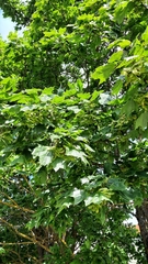 Acer platanoides