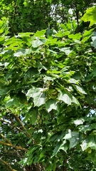 Acer platanoides