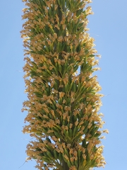 Agave utahensis kaibabensis