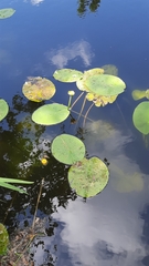 Nuphar lutea
