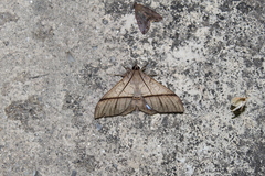 Ischyja hagenii