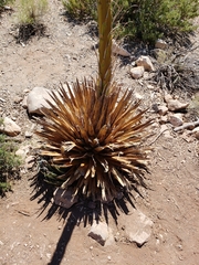 Agave utahensis kaibabensis