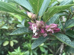 Clerodendrum fortunatum