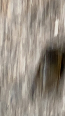 Cryptotympana atrata