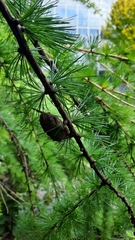 Larix decidua