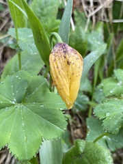 Fritillaria collina