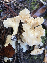 Gloeocantharellus