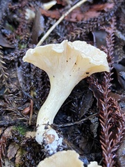 Gloeocantharellus