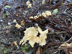 Gloeocantharellus