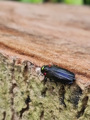 Belionota prasina