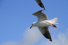 Chroicocephalus novaehollandiae novaehollandiae